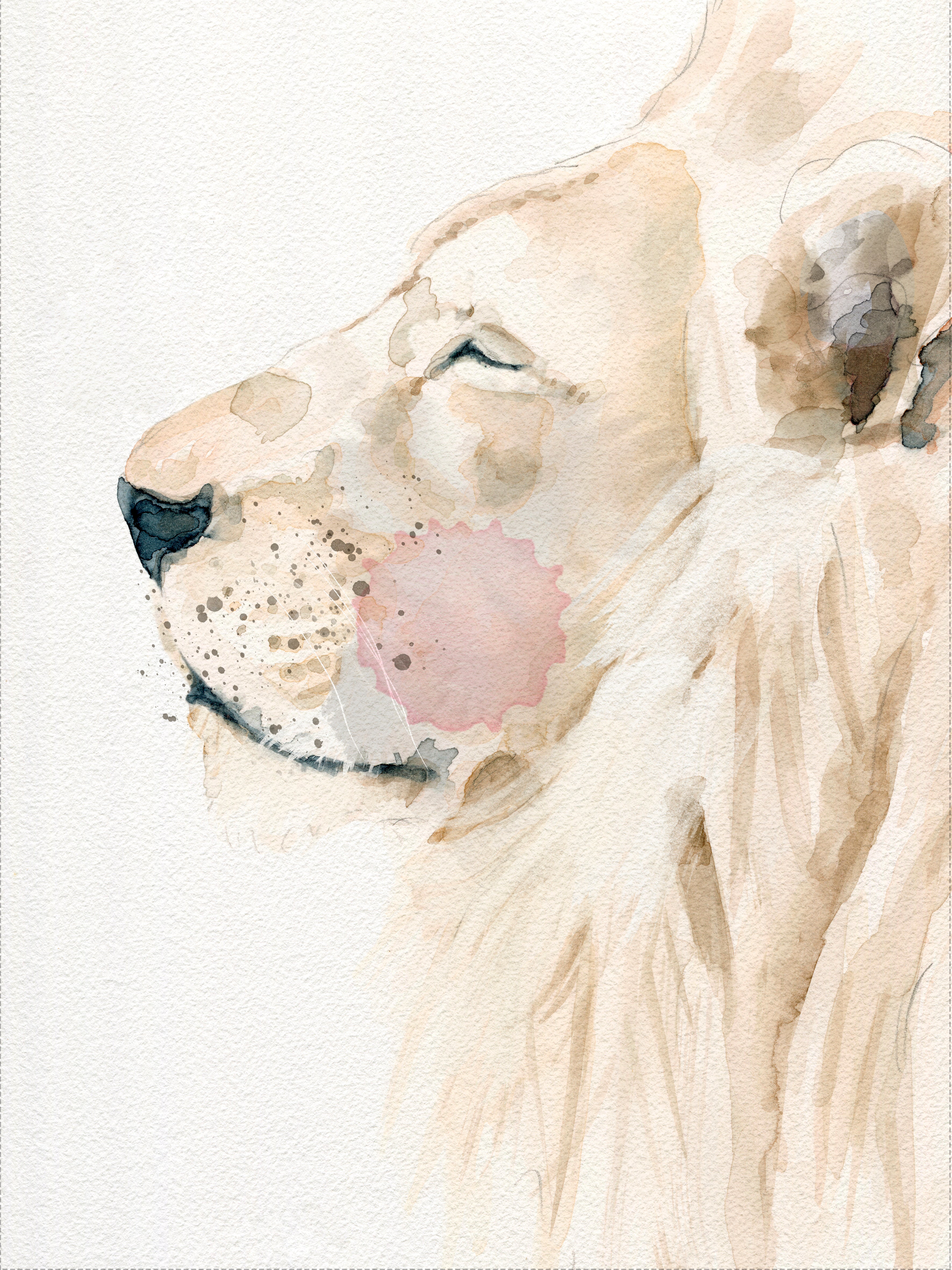 Lámina - León Africa